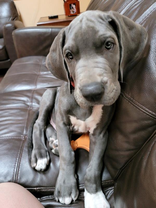 /Images/uploads/The Murphee and Sugar Angel Foundation/murpheeandsugar-pet-photo-contest-fundraiser/entries/27721thumb.jpg